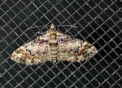 Mnesiloba eupitheciata