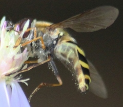 Syrphus torvus