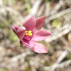 Thelymitra luteocilium