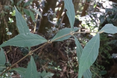 Callicarpa randaiensis
