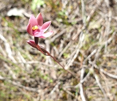 Thelymitra luteocilium