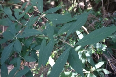 Callicarpa randaiensis