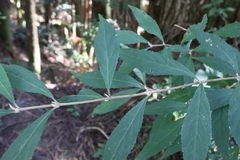 Callicarpa randaiensis