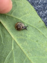 Trochulus striolatus