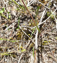 Thelymitra luteocilium