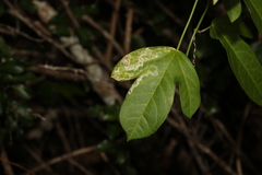 Passiflora pallida