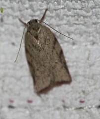 Euchaetis inceptella