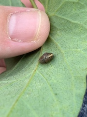 Trochulus striolatus