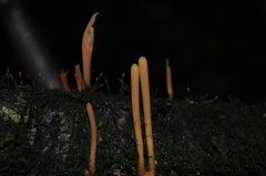 Macrotyphula fistulosa