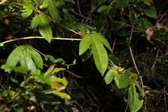 Passiflora pallida