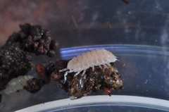 Haplophthalmus danicus