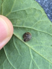 Trochulus striolatus