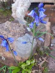 Hyacinthoides