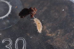 Trichoniscus pygmaeus