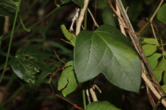 Passiflora herbertiana