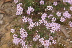 Euryomyrtus ramosissima