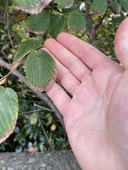Corylopsis