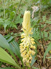 Calanthe speciosa