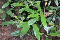Actinodaphne mushaensis