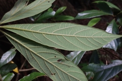 Actinodaphne mushaensis