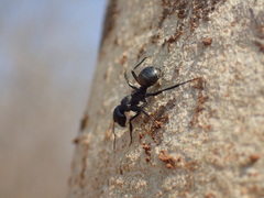 Camponotus sericeus