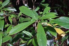 Actinodaphne mushaensis