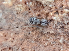Hoplopholcus forskali