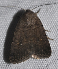 Caradrina flavirena