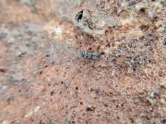 Hoplopholcus forskali