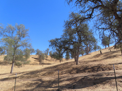 Quercus douglasii