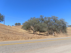 Quercus douglasii