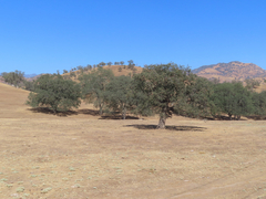 Quercus douglasii