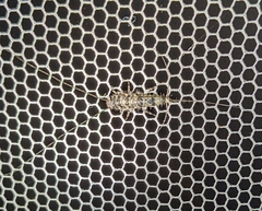 Lepismatidae