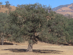 Quercus douglasii