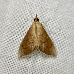 Lamprophaia albifimbrialis