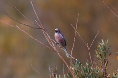 Carpodacus sibiricus
