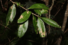 Notelaea