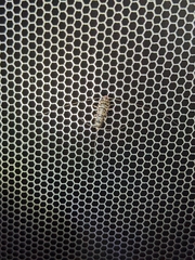 Lepismatidae