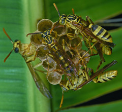 Mischocyttarus basimacula