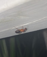 Camponotus floridanus