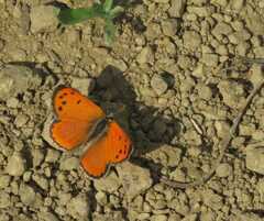 Lycaena clarki