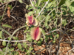 Combretum mossambicense