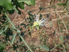 Capparis tomentosa