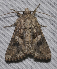 Anarta pugnax