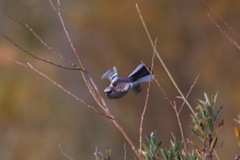 Carpodacus sibiricus