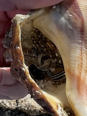 Clibanarius vittatus