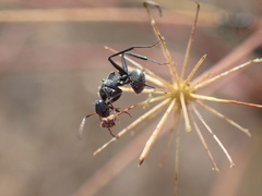 Camponotus sericeus
