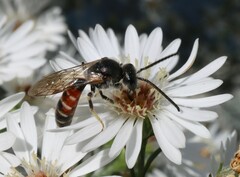 Sphecodogastra