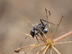 Camponotus sericeus