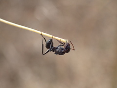 Camponotus sericeus